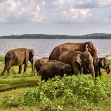 Elephants in Udawalawe